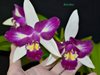 BRASSOLAELIOCATTLEYA HWA YUAN BEAUTY PEARL 